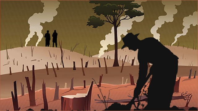 tabaksboeren zimbabwe gedwongen om oerwoud te vernietigen