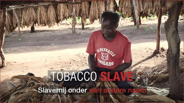 tabaksindustrie verantwoordelijk voor moderne slavernij-1