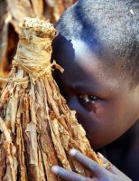 kinderen-tabaksplantages-malawi